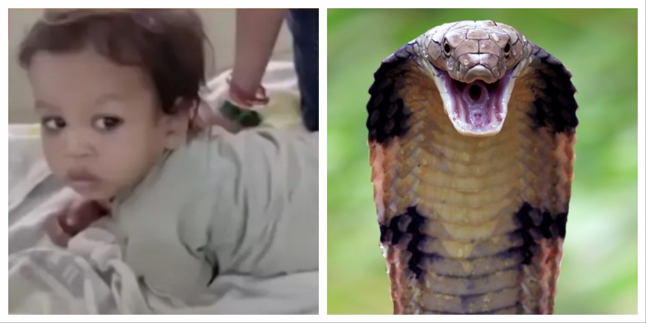 DVOGODIŠNJI DEČAK IZGRIZAO KOBRU NASMRT! Zmija uginula na licu mesta! (FOTO)