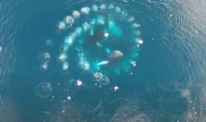 IZGLEDA NESTVARNO, ALI KRIJE JEZIVU OPASNOST Ako vidite savršen krug balončića u moru – bežite što dalje!