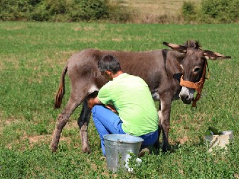 KO NE SME DA PIJE MAGAREĆE MLEKO?  Jeste zdravo, ali nije za svakoga - ako imate ove zdravstvene probleme, bolje nemojte