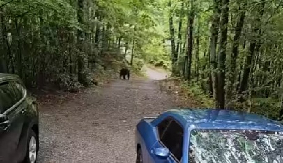 ČULI SU ŠUŠKANJE, A ONDA SE POJAVILA JEZIVA SILUETA NA HAUBI Šumska zver pokušala da upadne u auto, a reakcija žene zapalila mreže! (VIDEO)