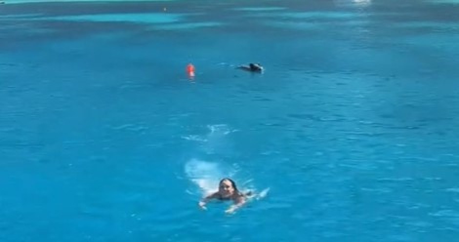 STRAH I HAOS NA PLAŽI Divlja zver upala među kupače – ljudi bežali, deca vrištala, snimak LEDI KRV U ŽILAMA! (VIDEO)