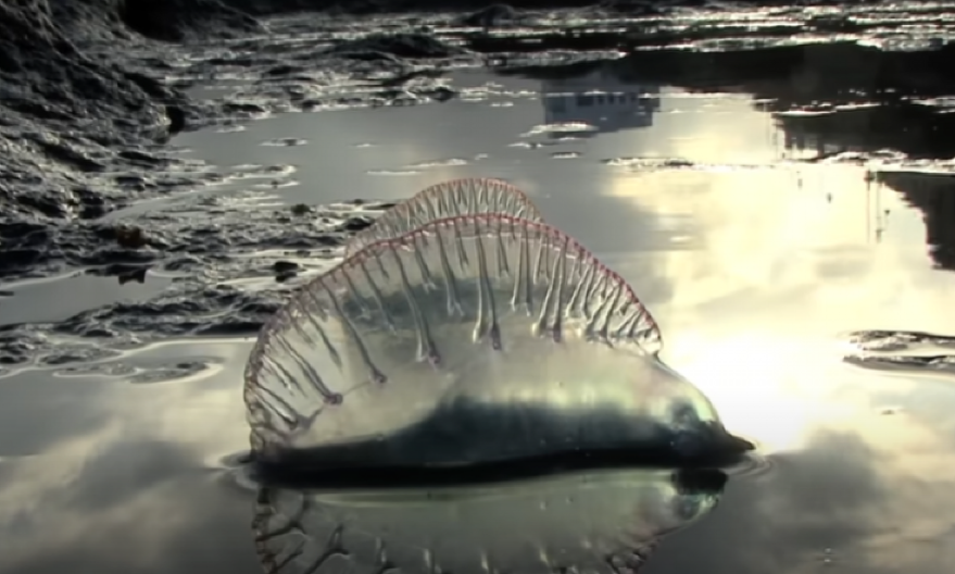 UZBUNA ŠIROM EVROPE, ALARMANTNO JE! Nekoliko plaža zatvoreno zbog pojave OPASNOG bića u moru!
