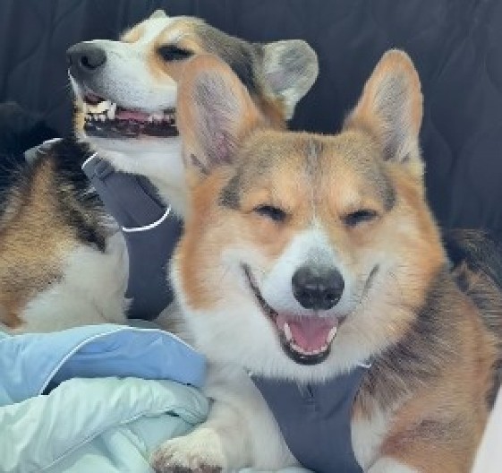 SA NJIMA U KOLIMA JE BAŠ ZABAVNO  Pogledajte šta sve rade dok se voze - ljudi na mrežama plaču od smeha