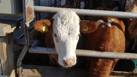 SUŠA NAPRAVILA HAOS STOČARIMA Krave muzare daju 50 odsto manje mleka,15 odsto pilića uginulo