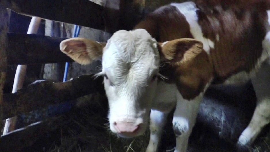 VELIKA PROMENA ZA PROIZVOĐAČE I UVOZNIKE Srbija uskoro uvodi novi zakon o hrani za životinje