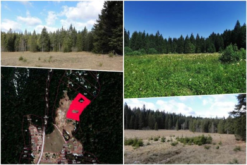 Dve "ušuškane" livade kod Tare 200.000 evra: Vlasnik dao oglas, izazvao mnogo reakcija