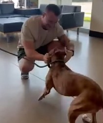 DIRLJIV VIDEO ĆE VAS RAZNEŽITI Vlasnik i pas nisu se videli godinu dana - ovaj prizor je čista radost