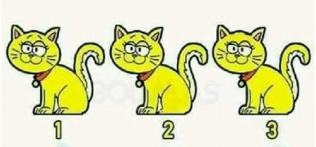 IMATE LI OKO SOKOLOVO? Samo genijalci pronalaze ULJEZA među ove 3 mačke – Da li vi vidite šta ne štima? (FOTO)