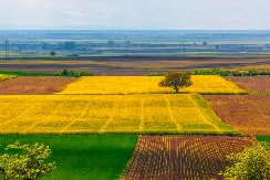 Ovde leže najskuplje srpske njive: Za hektar skoro 30.000 evra