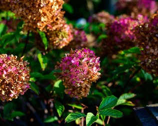 VI ZALIVATE I ZALIVATE I ZALIVATE, A CVEĆE VENE, VENE I VENE Gde pravite strašnu grešku, evo šta je najbitnije kod odgajanja biljaka