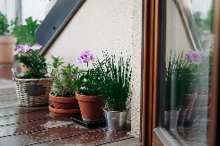 SPAS ZA BEŽIVOTNE BILJKE Oporavite ih posle godišnjeg odmora - ovi koraci su najvažniji