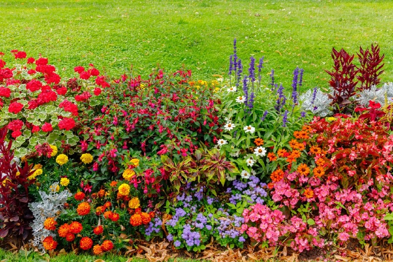 CVEĆE KOJE PRKOSI MRAZU Posadite ga u avgustu i dvorište će vam biti bajka i kad sneg padne