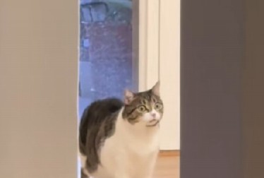 OVA FACA SE NE ZABORAVLJA Pogledajte šta je zbunilo ovu mačku - ljudi na mrežama plaču od smeha