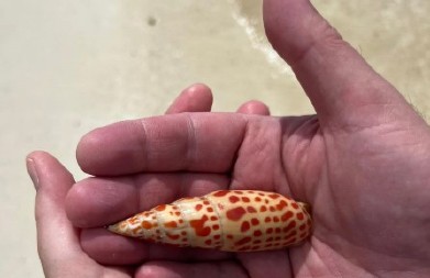 ZAMALO DA UBIJE MUŽA ZBOG ROMANTIČNE FOTOGRAFIJE Mislila da je našla školjku, a stavila mu u ruku JEDNO OD NAJOTROVNIJIH bića na svetu!