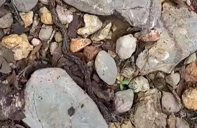 PRIZOR KOJI LEDI KRV U ŽILAMA Mislio je da gleda u koren drveta, a onda je video da se pomera, izmilela jeziva stvorenja! (VIDEO)