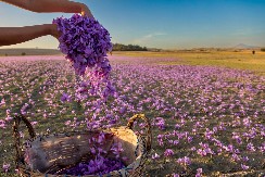 SA OVIM BILJKAMA NEMA GREŠKE Dobro podnose i lošije vreme, zarada ide do 40.000 evra