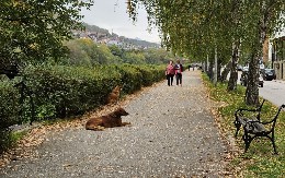 NE TREBA DA IH MAZITE Veterinari ukazali na opasnosti, ovi psi su puni parazita i crva