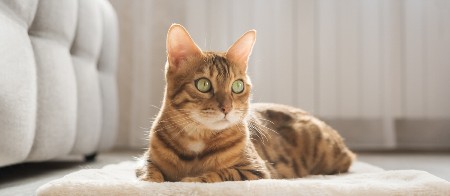 DIRLJIVO Mačka čula vlasnicu kako plače, pa uradila jednu stvar - istopićete se kada ovo vidite