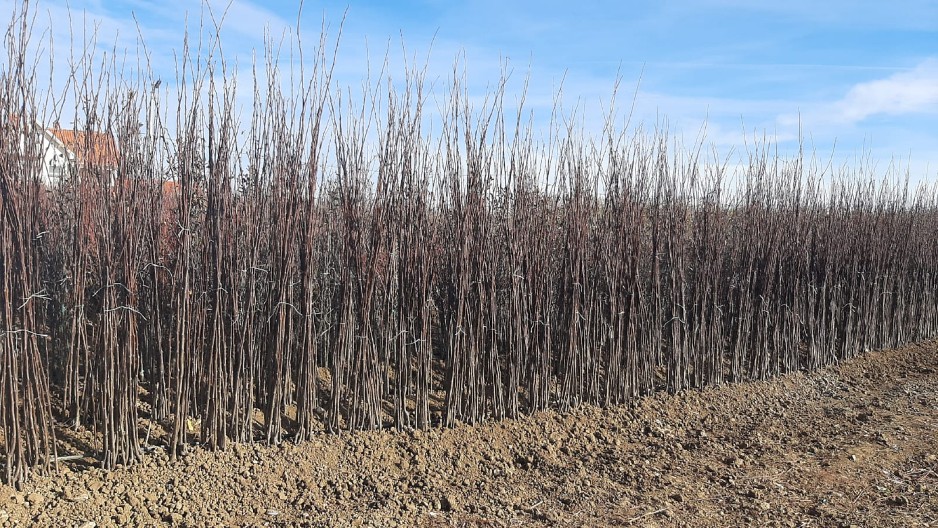 DRŽAVA IZDVOJILA 112,3 MILIONA DINARA ZA POŠUMLJAVANJE Sredstva su dobili navedeni gradovi