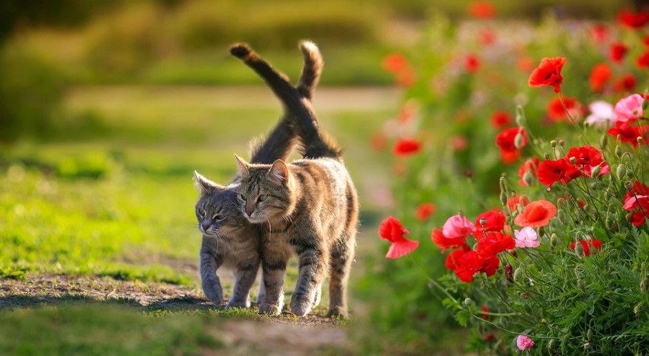 MAČKA ZNA KO VAM ŽELI ZLO Evo koje boje krzna donosi pare, a koje čuva zdravlje