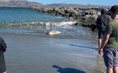 MUŠKARAC ČISTIO PLAŽU OD SMEĆA, PA UGLEDAO ČUDOVIŠTE Ogroman stvor se nasukao na obali, KUPAČI U NEVERICI! (FOTO)