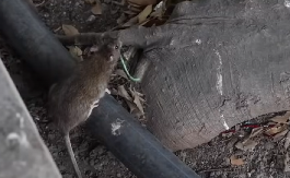 NAMNOŽILI SE PACOVI, NE ZNAM IM SE BROJ Zbog velike opasnosti i dalje traje deratizacija