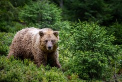 OPUŠTENO JE ŠETAO ŠUMOM KADA JE NALETEO NA MEDVEDA Usledila je stravična borba - jedva je izvukao živu glavu