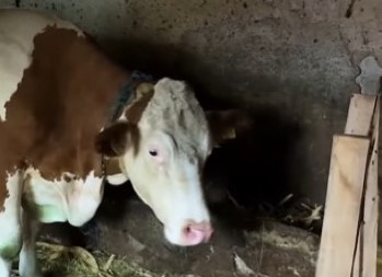 ČUDO NA FARMI PORODICE MLADENOVIĆ Krava Beba se TELILA, ali kad su vlasnici videli šta joj izlazi iz stomaka, umalo se onesvestili od šoka! (VIDEO)