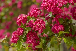 SADNICA KOŠTA 200 DINARA, A ZARADA IDE DO 1,5 MILIONA Evo šta masovno sade poljoprivrednici u Srbiji