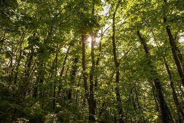 SMRTONOSNI INSEKT PRED VRATIMA SRBIJE! Stručnjaci upozoravaju na dramatično proleće!