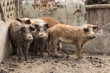 KO JE NAPAO HRVATSKE SVINJE? Ministar Vlajčić ne odbacuje opciju da je zaraza svinja specijalni rat!