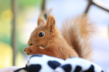 VEVERICA POLUDELA, PA POČELA DA NAPADA LJUDE U MALOM GRADU Meštani u panici, ne smeju da izađu na ulicu - ozbiljno je povredila dvoje niih