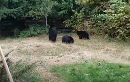 ŠTA SE DEŠAVA S MEDVEDIMA U SRBIJI? Ponašaju se ČUDNO, postoji šansa da ove godine ne utonu u ZIMSKI SAN