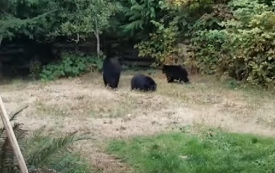 ŠTA SE DEŠAVA S MEDVEDIMA U SRBIJI? Ponašaju se ČUDNO, postoji šansa da ove godine ne utonu u ZIMSKI SAN