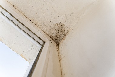 "USISAVAJU" VLAGU BOLJE OD ODVLAIVAČA, A PRIODNO SU PREJEFTINO REŠENJE Evo kako da vam se u ćoškovima nikada ne pojavi buđ