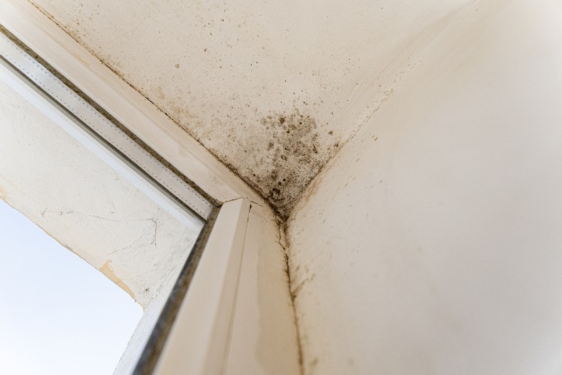 "USISAVAJU" VLAGU BOLJE OD ODVLAIVAČA, A PRIODNO SU PREJEFTINO REŠENJE Evo kako da vam se u ćoškovima nikada ne pojavi buđ