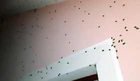 SMRDIBUBE ĆE ODLETETI ZAUVEK 6 trikova da ih nikad više ne vidite u domu