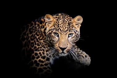 U HOTELU U INDONEZIJI SE ISPRED VRATA SOBE SKLUPČALA OVA ZVER Gost hotela je počeo da ga snima,  a onda je usledio pravi šok (VIDEO)