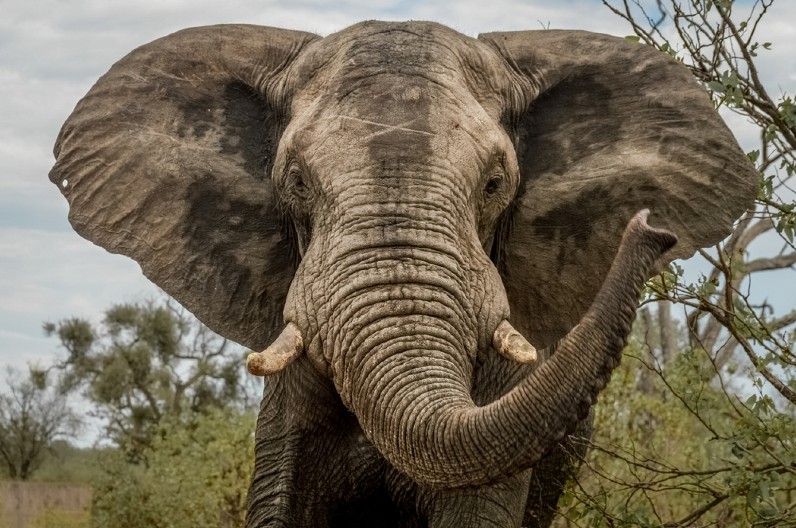RAZJARENI SLON SMRSKAO POSLANIKA: Automobil uništen, ima teško povređenih!