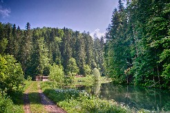 Ovo retko drvo jedan je od razloga zašto je Tara proglašena za Nacionalni park: Čuvena Pančićeva omorika u opasnosti od nestajanja