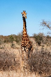 POGLEDAJTE KAKO IZGLEDA PRVI DAN ŽIVOTA MALE ŽIRAFE U ZOO VRTU Mama je ne ispušta iz vida, a noge joj se tresu kao prut