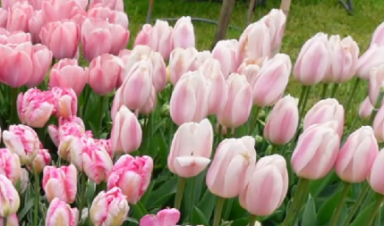 OKTOBAR JE PRAVO VREME ZA  SADNJU OVOG PRELEPOG CVEĆA Ne zahteva mnogo nege, a imaćete raskošnu i raznobojnu baštu na proleće