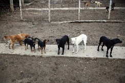 HOROR BORBE PASA U DERVENTI! 14 uhapšenih, zatečeni leševi i povređene životinje