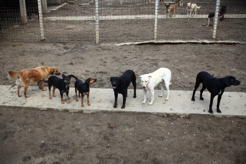 HOROR BORBE PASA U DERVENTI! 14 uhapšenih, zatečeni leševi i povređene životinje