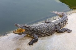 GOSTI VIDELI KROKODILA U BAZENU HOTELA! Užas u luksuznom letovalištu