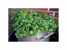 NAJZDRAVIJA JE NAMIRNICA NA SVETU, A SRBI JE NE JEDU Odlična za imunitet, kosti i pravi eliksir mladosti!