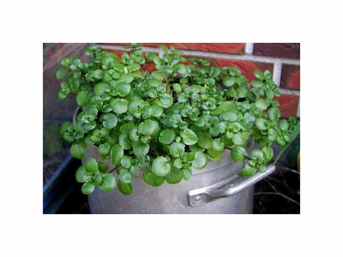 NAJZDRAVIJA JE NAMIRNICA NA SVETU, A SRBI JE NE JEDU Odlična za imunitet, kosti i pravi eliksir mladosti!