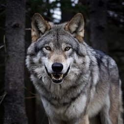 POGAČA ZA VUKOVE: Zašto se na Mratindan u Srbiju ne ide bez obrednog hleba i kako se odvraća hromi vuk od stoke