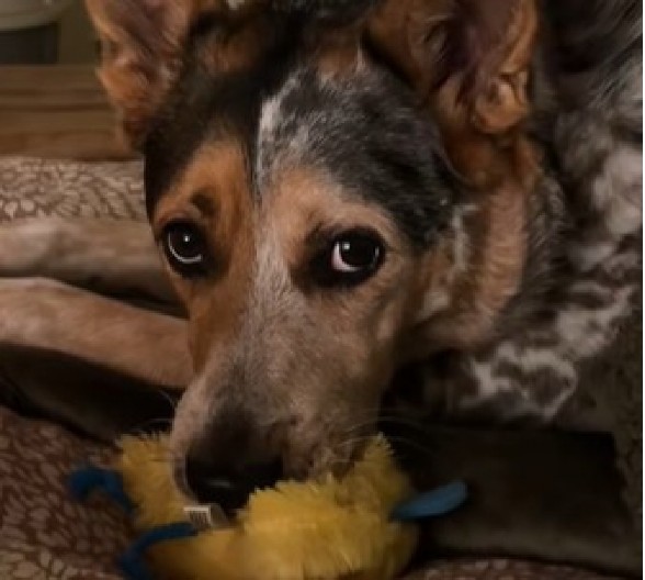 ''OVO JE NAJSLAĐA STVAR KOJU SAM IKAD VIDELA'' Kad vidite šta je uradio ovaj pas - istopićete se! (VIDEO)