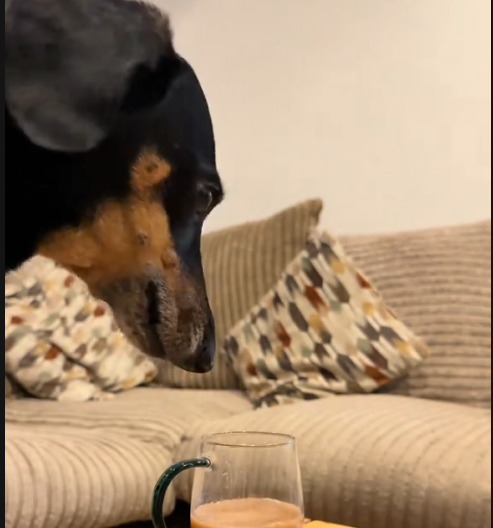 POGLEDAJTE KAKO IZIGRAVA NEVINAŠCE - NEODOLJIV JE  Vlasnica ga je uhvatila na delu  - video je urnebesan